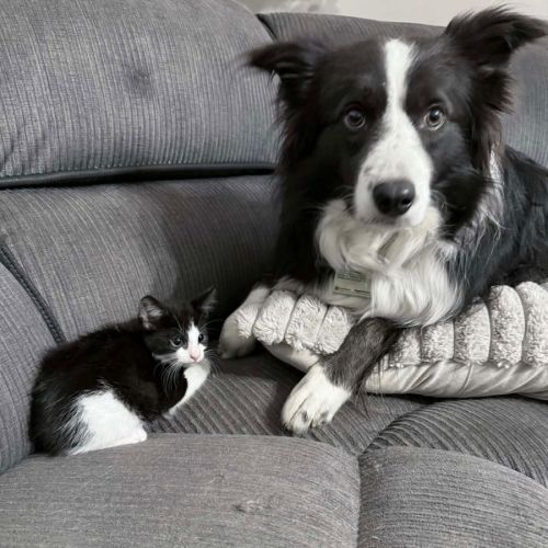 Oakley - Domestic Short Hair (DSH) Cat