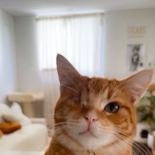 Jack - Domestic Short Hair Cat