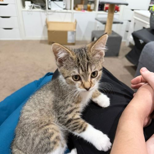 Ellis - Domestic Short Hair (DSH) Cat