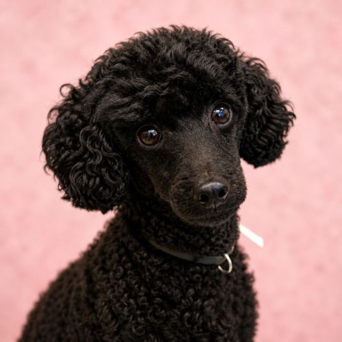 Chonk - Poodle (Miniature) Dog