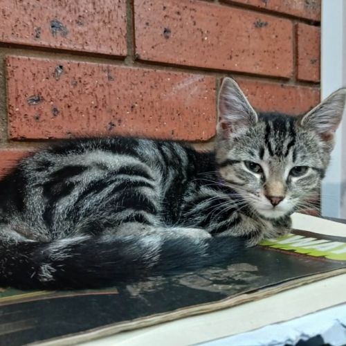 Donatella - Domestic Short Hair (DSH) Cat