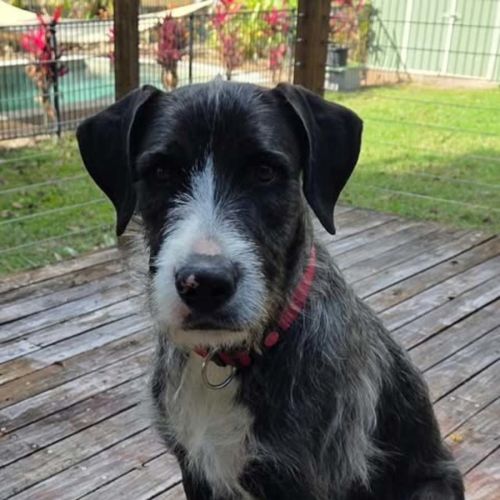 Simparica Tro - Irish Wolfhound Dog