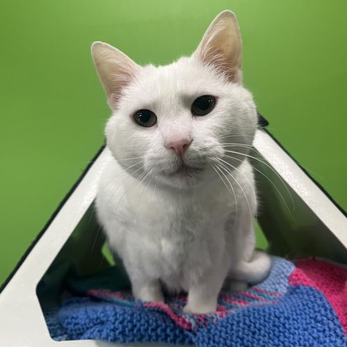 Miu Miu (bonded With Zhan Zhan) - Domestic Short Hair Cat