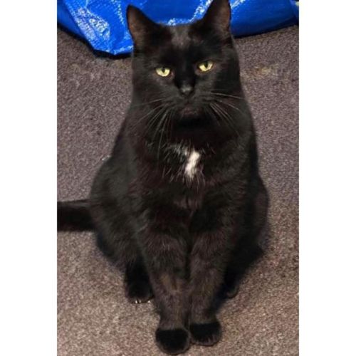 10980 - Girlie - Domestic Short Hair (DSH) Cat