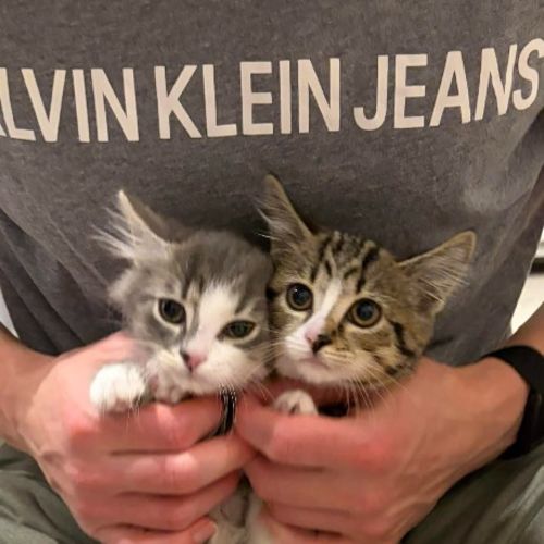 Bella / Issi - Domestic Short Hair (DSH) Cat