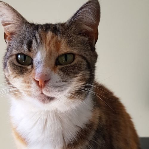 Paxton  - Domestic Short Hair (DSH) Cat