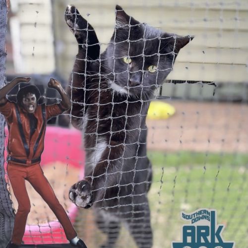 Benji - Domestic Short Hair (DSH) Cat