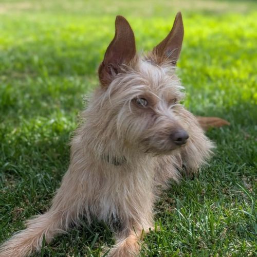 Gidget  - Australian Terrier Dog
