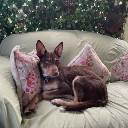 Lenny - Australian Kelpie Dog