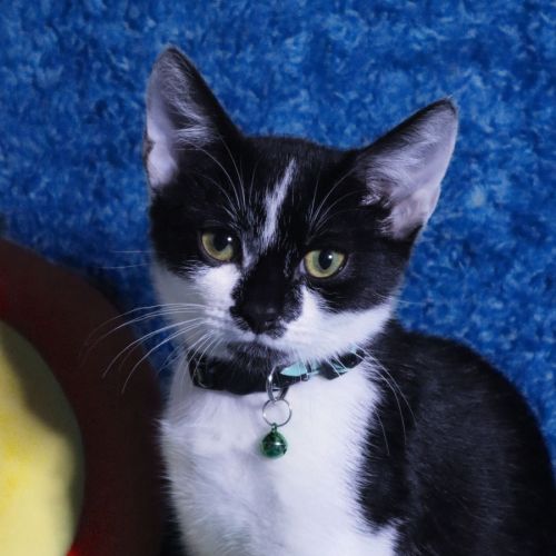 Axel - Domestic Short Hair (DSH) Cat