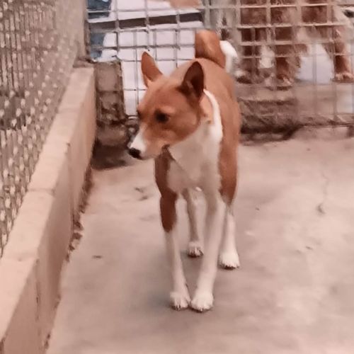 Shilo - Basenji Dog
