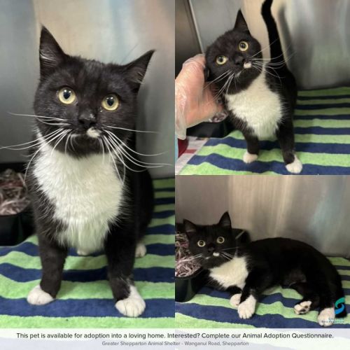 Blacky - Domestic Short Hair (DSH) Cat
