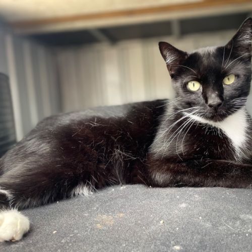 Astro - Domestic Short Hair (DSH) Cat