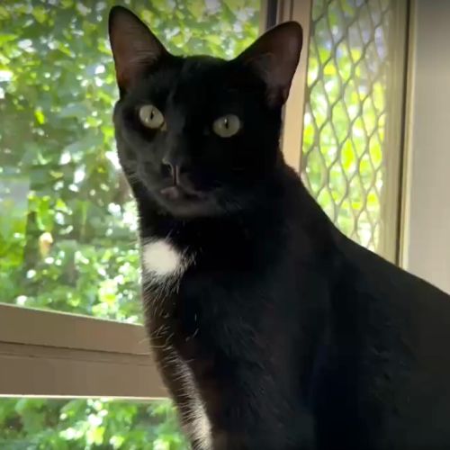 Archie - Domestic Medium Hair (DMH) Cat