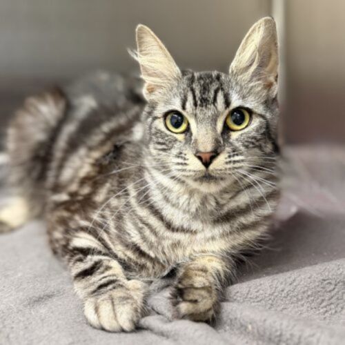 Lady - Domestic Short Hair (DSH) Cat