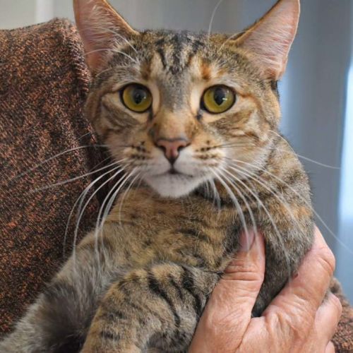 Sophie  - Domestic Short Hair (DSH) Cat