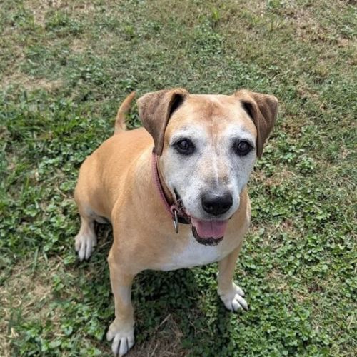 Blanch - Staffordshire Bull Terrier Dog