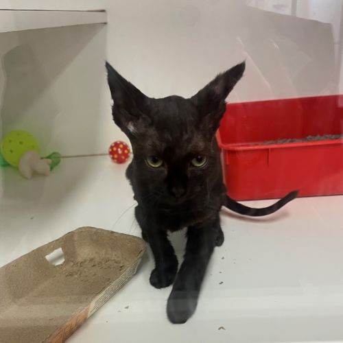 Bulgogi - Domestic Short Hair (DSH) Cat