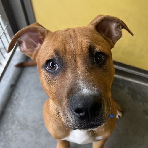 Arlo - American Staffordshire Bull Terrier Dog