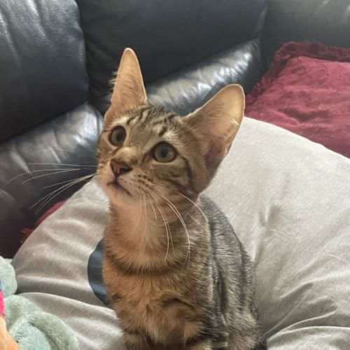 Ladybird - Domestic Short Hair (DSH) Cat