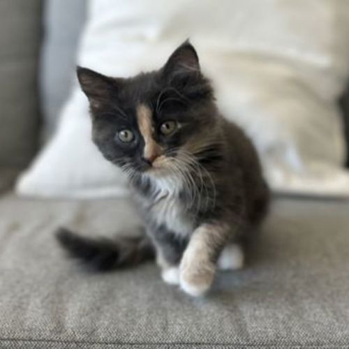 Sake - Domestic Short Hair Cat