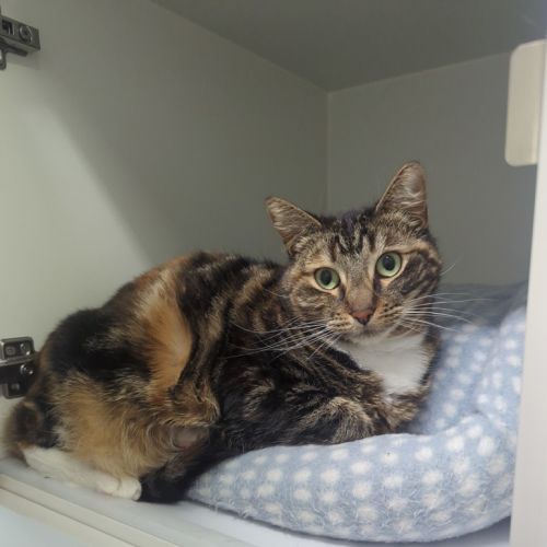 Willow  - Domestic Short Hair Cat