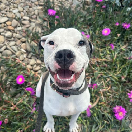 Squirrel - American Bulldog x American Staffordshire Terrier Dog