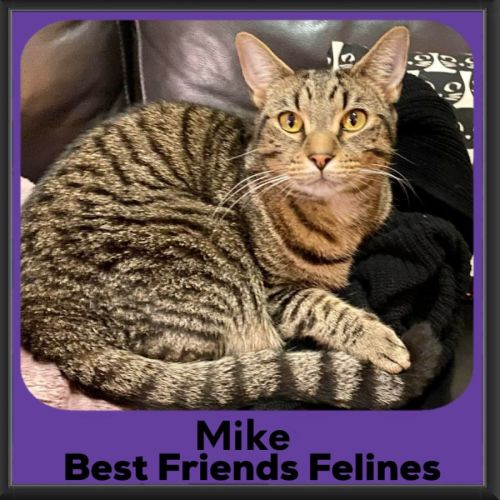Mike - Domestic Short Hair (DSH) Cat