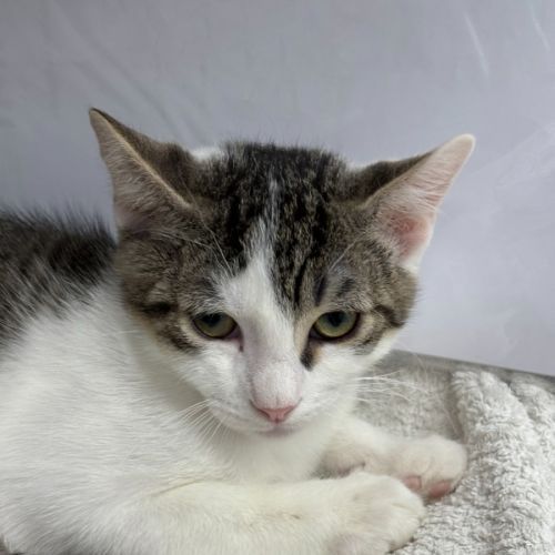 Vincent  - Domestic Short Hair (DSH) Cat