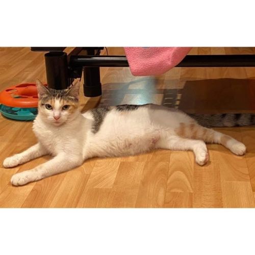 13538 - Frangipani - Domestic Short Hair (DSH) Cat