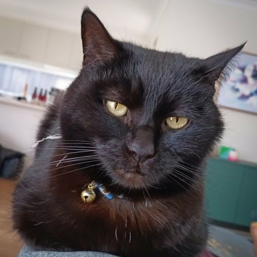 Vincent - Domestic Short Hair (DSH) Cat