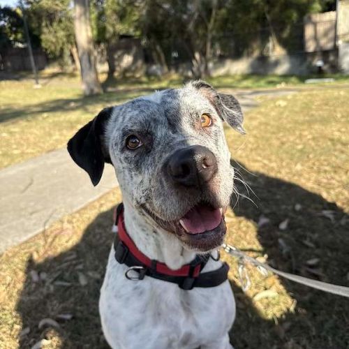 Ghost - Australian Cattle Dog
