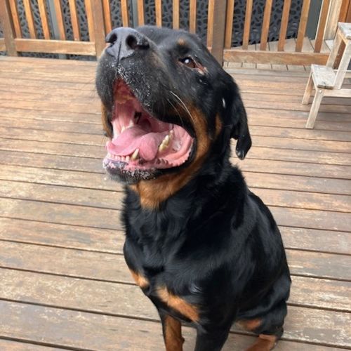 Zeus - Rottweiler Dog