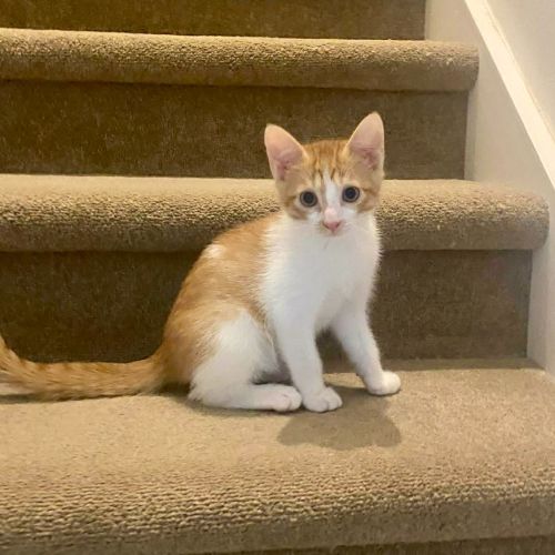 Thor - Domestic Short Hair (DSH) Cat