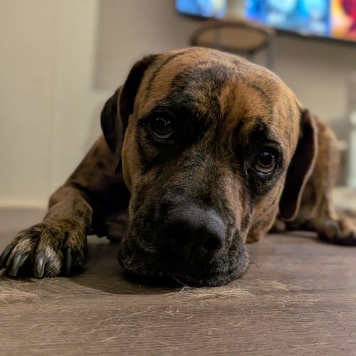 Rosette (Daisy) - American Bulldog x Bullmastiff Dog