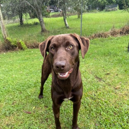 Niko - Australian Kelpie Dog