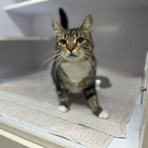 Dr.Fuzzby - Domestic Short Hair Cat