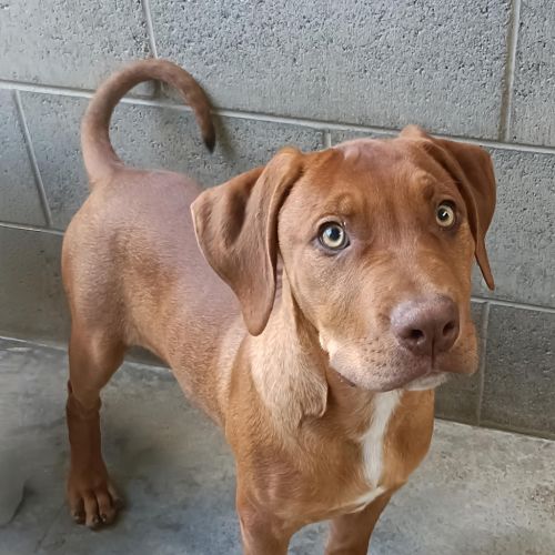 Shark - Staffordshire Bull Terrier Dog