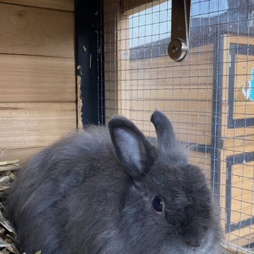 Puff - Dwarf Rabbit