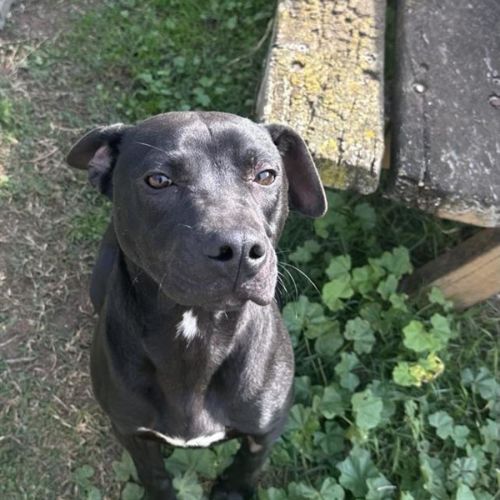 Neo - American Staffordshire Terrier Dog