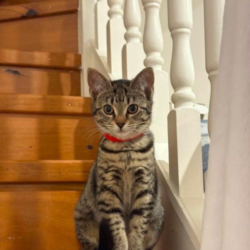 Plum - Domestic Short Hair (DSH) Cat