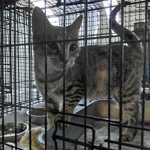 Polly - Domestic Short Hair (DSH) Cat