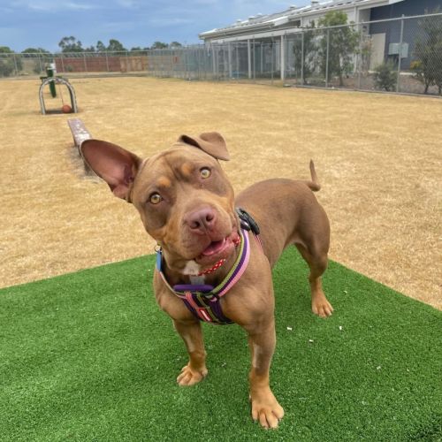 Cookie - American Staffordshire Terrier Dog