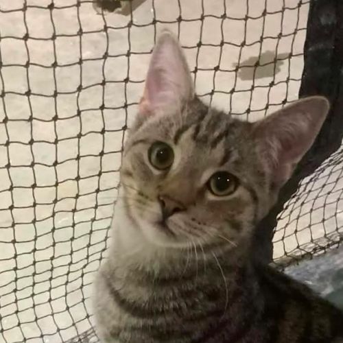 Bramble - Domestic Short Hair (DSH) Cat