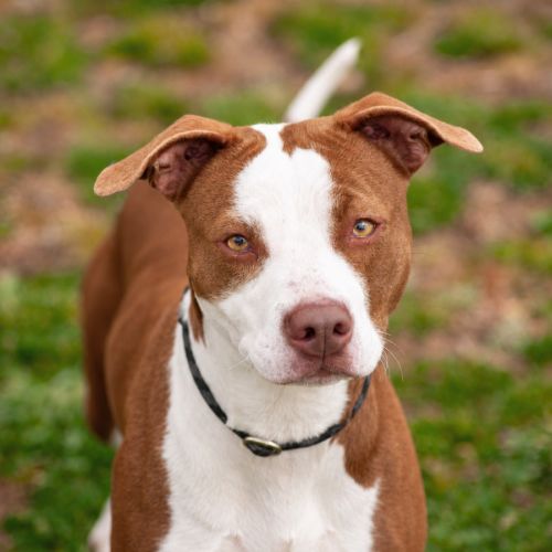 Sasha  - Staffordshire Bull Terrier x Australian Kelpie Dog