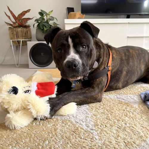 Sugar - American Staffordshire Terrier Dog