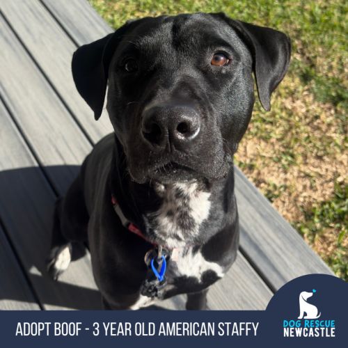 Boof - 3 Year Old Staffy - American Staffordshire Terrier Dog