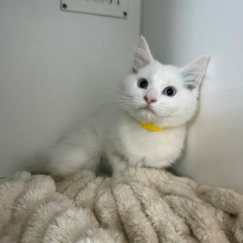 Aspen - Domestic Medium Hair (DMH) Cat