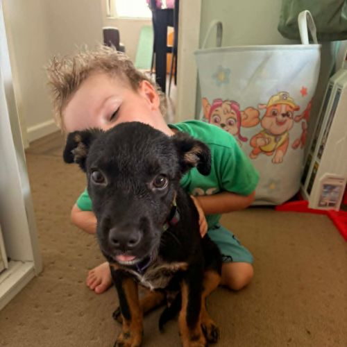 Stephen - Australian Kelpie Dog