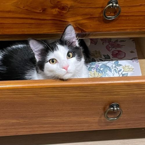 Valentino - Domestic Medium Hair (DMH) Cat